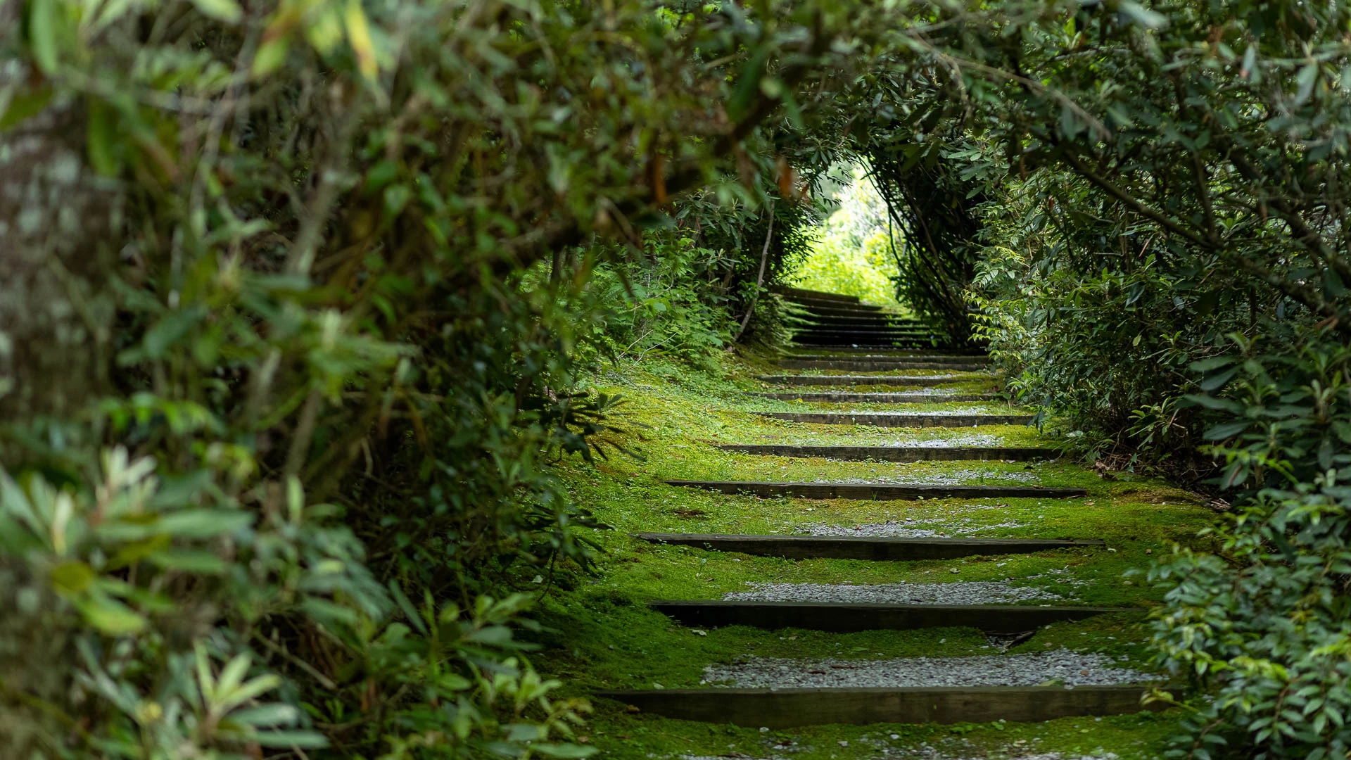 a path with stairs and trees