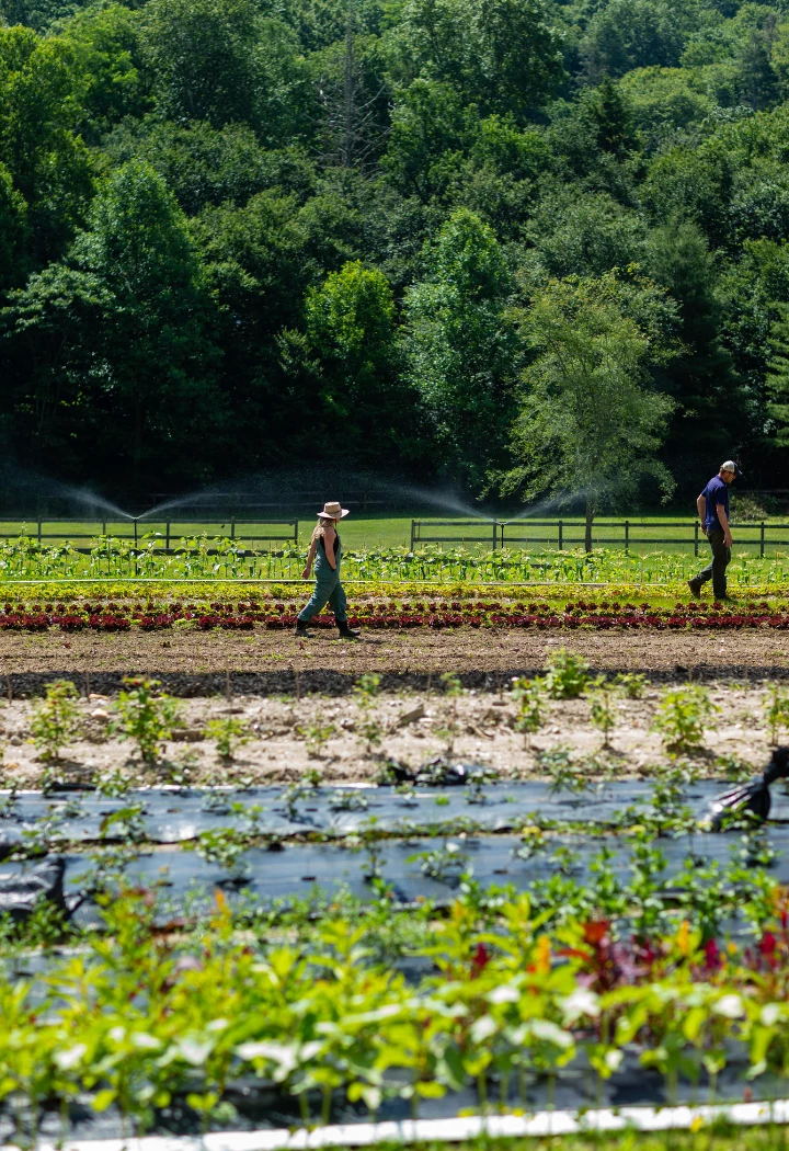 a man and woman walking in a field with plants