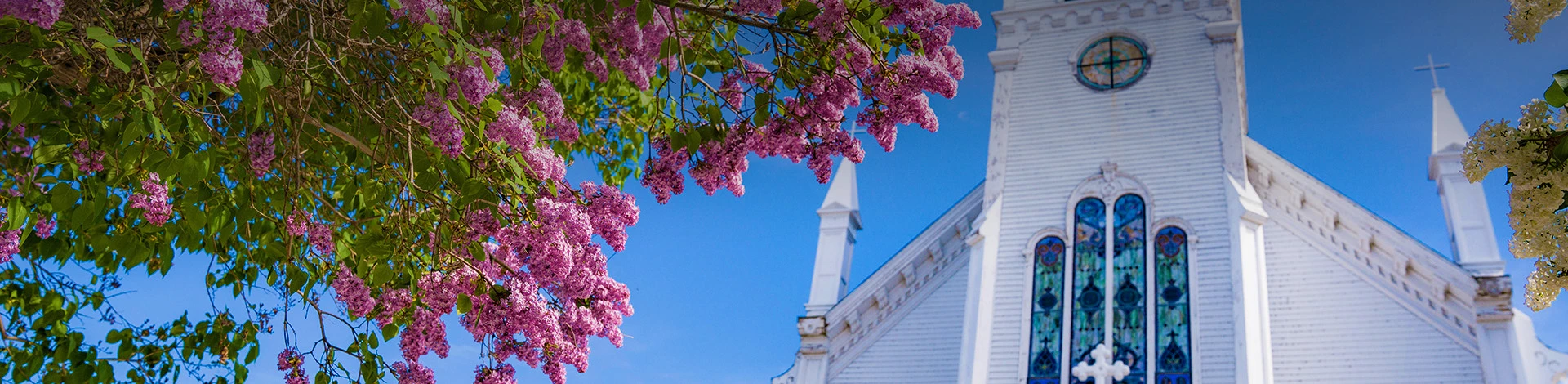 Closeup of a church and a tree with pink flowers