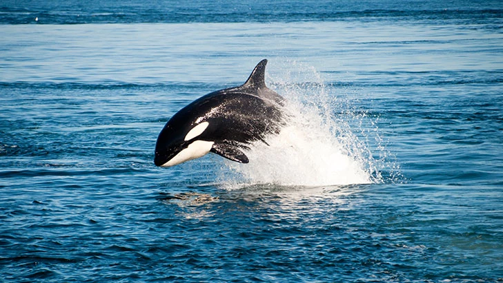 view of an orca jumping out of the ocean