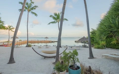 a beach with palm trees and a body of water