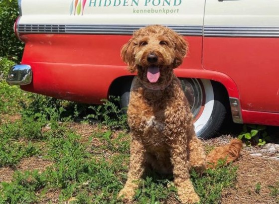 a dog sitting in grass next to a van
