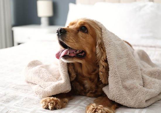Happy dog laying on the bed covered in a blanket 