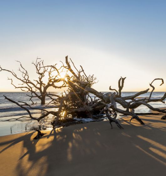 a tree on a beach