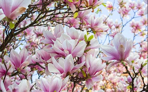 a close up of flowers
