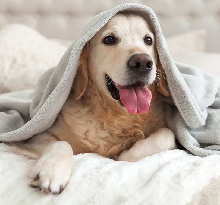 a dog lying on a blanket