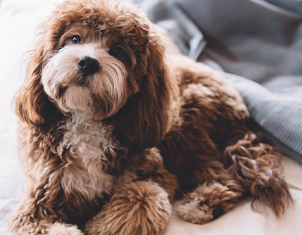 a cute brown shaggy dog