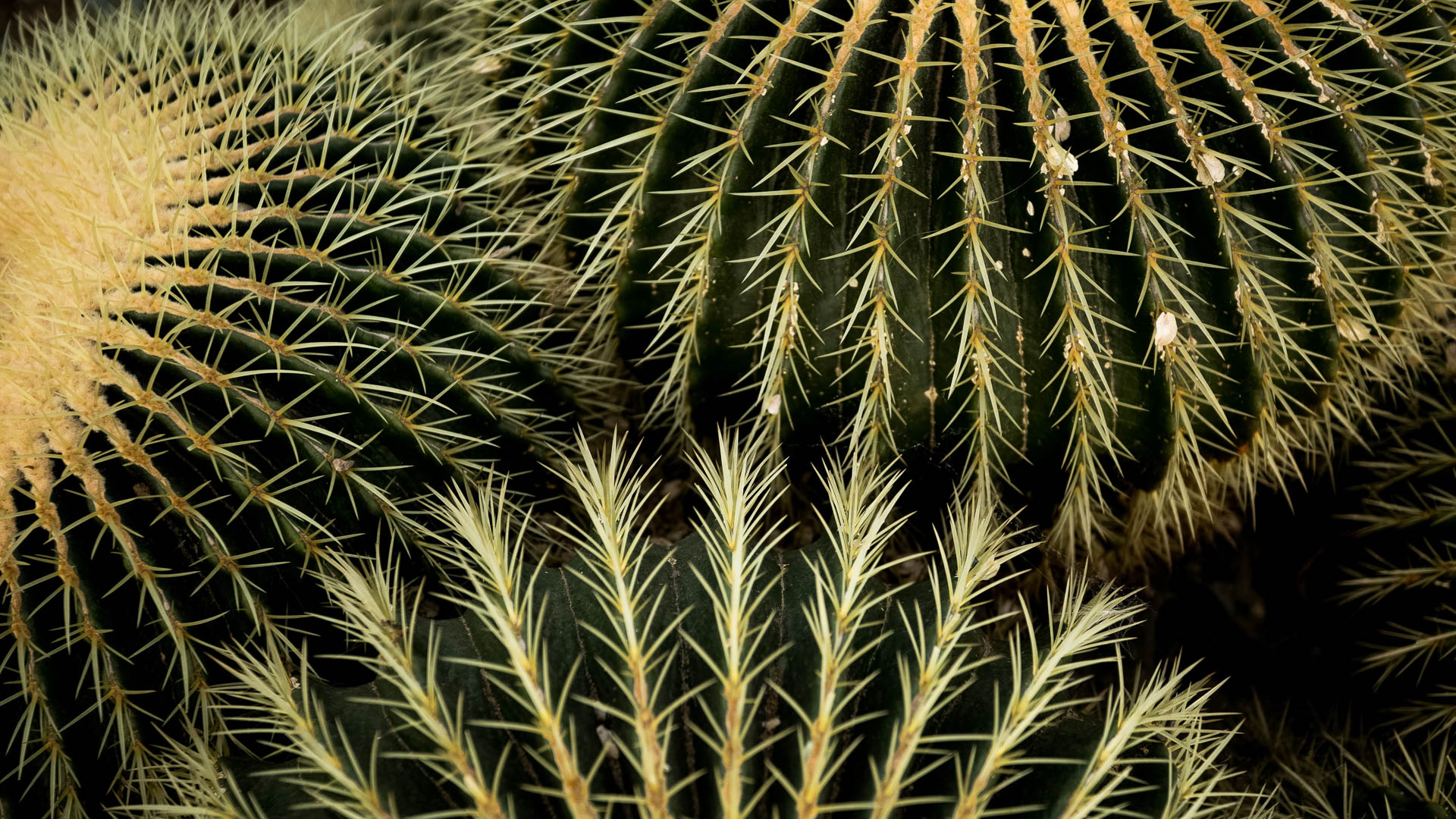 a close up of a cactus