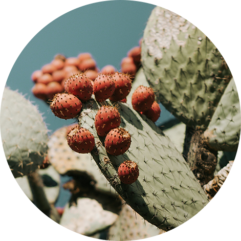 a close up of a cactus