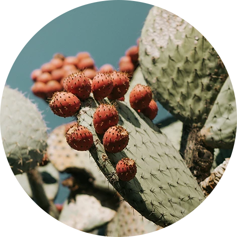 a close up of a cactus