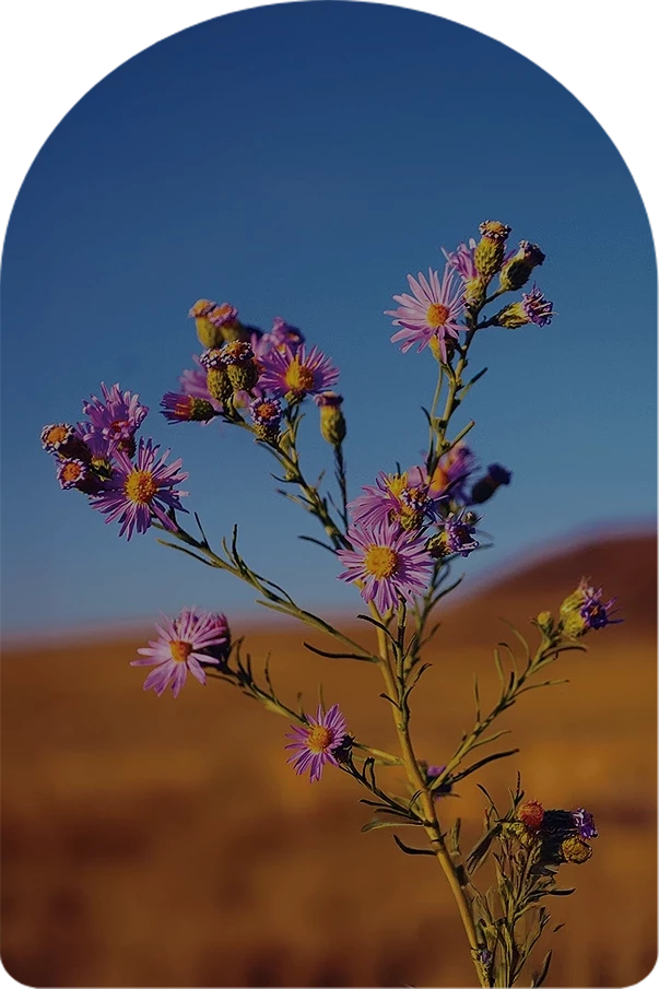 a purple flowers on a plant