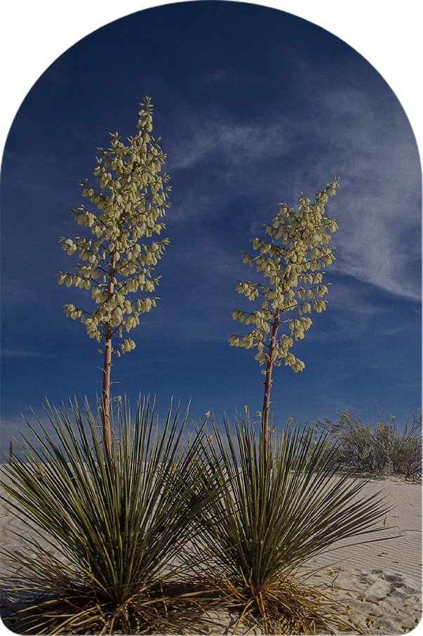 a couple of yucca trees in the desert