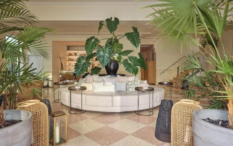 a large plant in a room