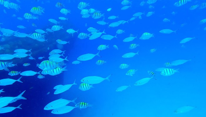 a school of fish in the water