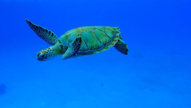 a turtle swimming in the water