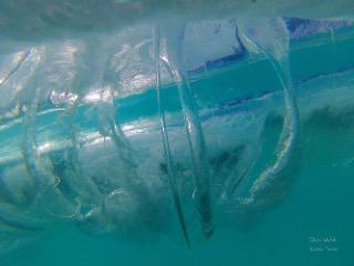 a plastic bottle in the water