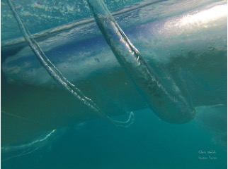a close-up of a chain in the water