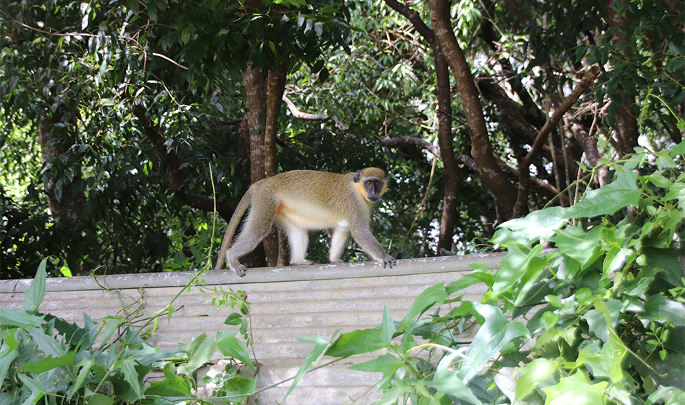 a monkey standing on a wall