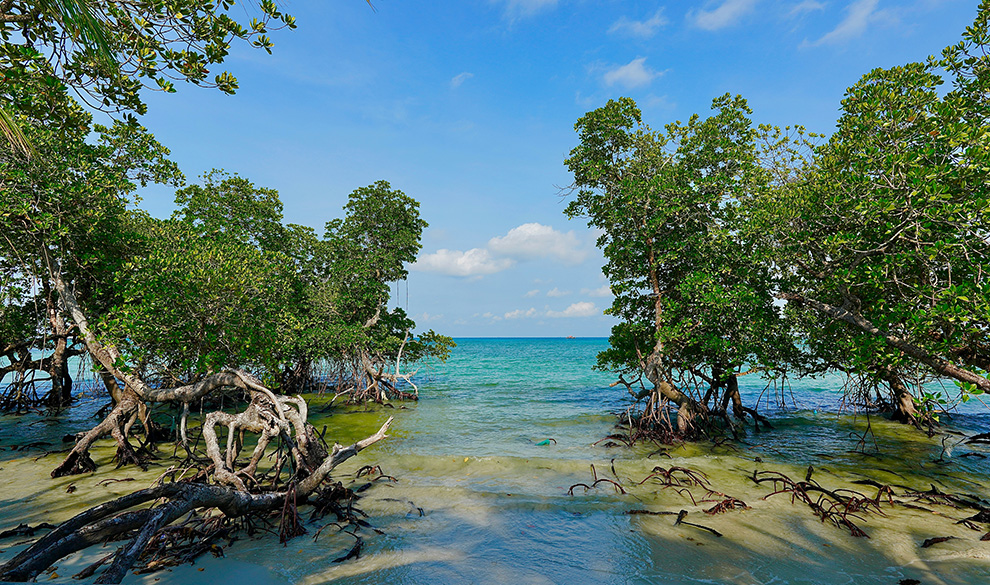 a mangrove forest in the water