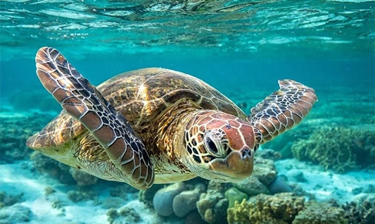 a turtle swimming in the water