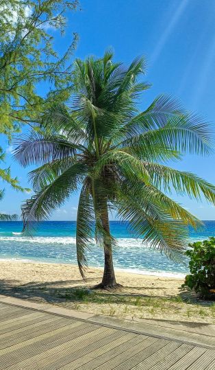 a palm tree on a beach