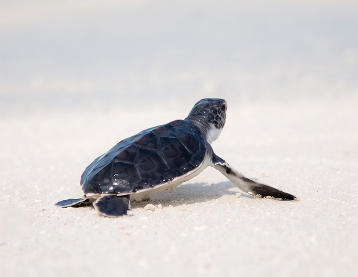 a turtle on the sand