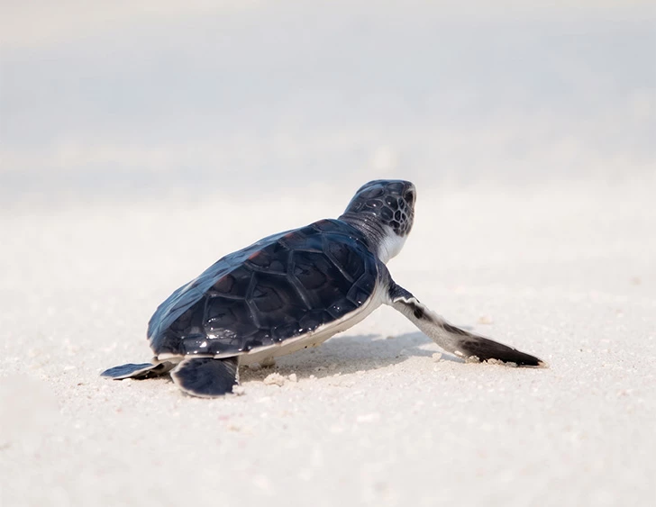 a turtle on the sand