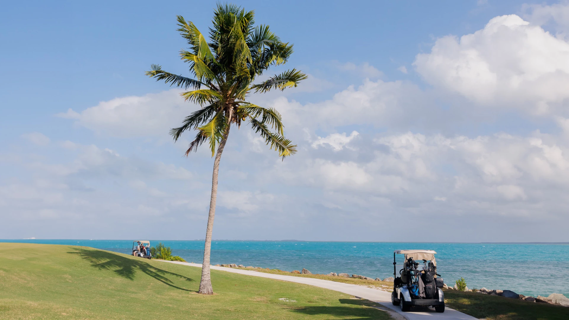 a golf cart on a path by a palm tree