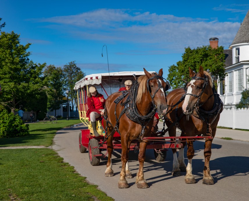 a group of horses pulling a carriage
