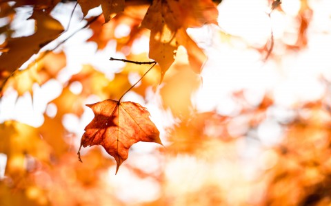 image of fall leaves