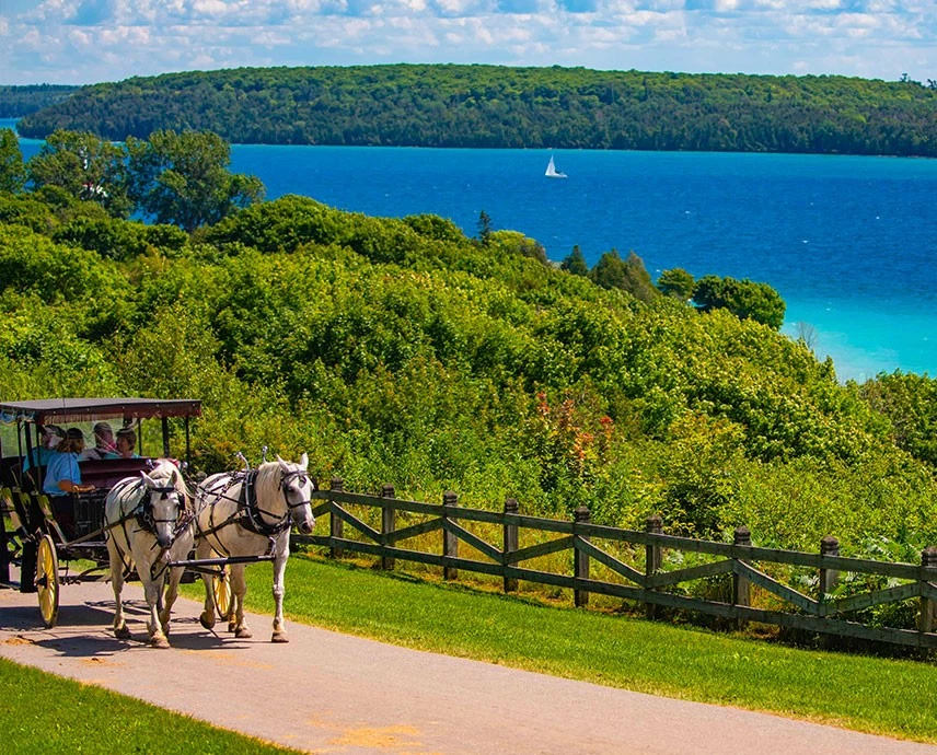 horse drawn carriage next to shrubs next to bright blue water