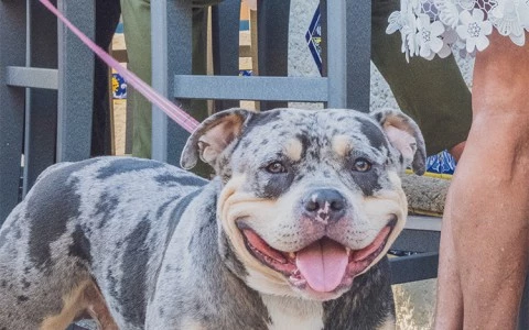 a dog on a leash
