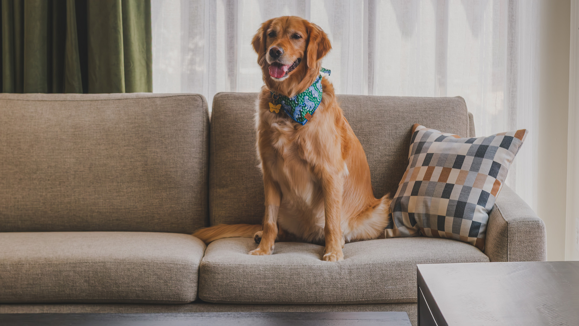 a dog sitting on a couch