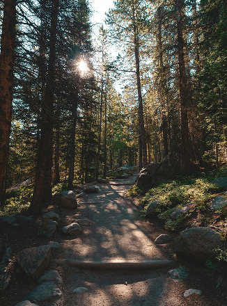a path through a forest