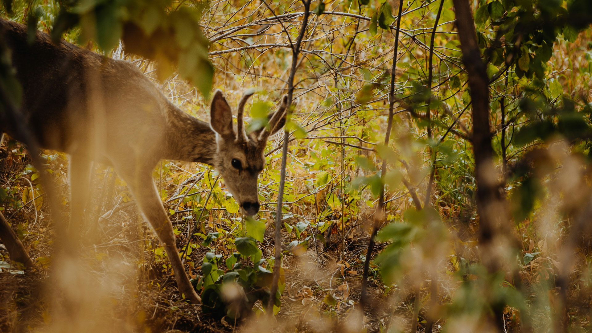 a deer in the woods