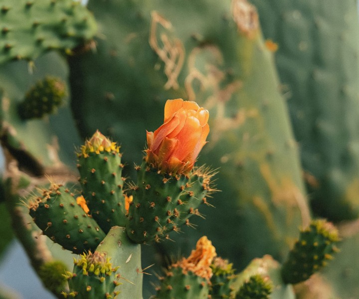 a close up of a flower on a cactus
