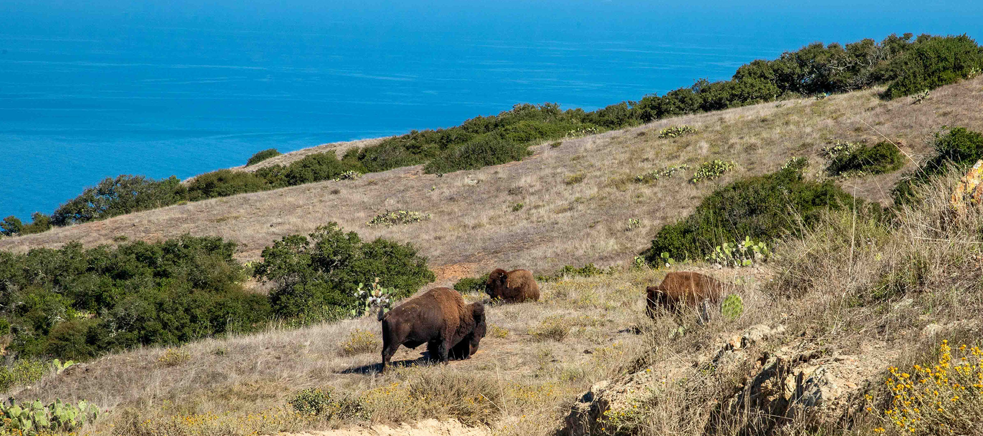 a group of buffalo on a hill