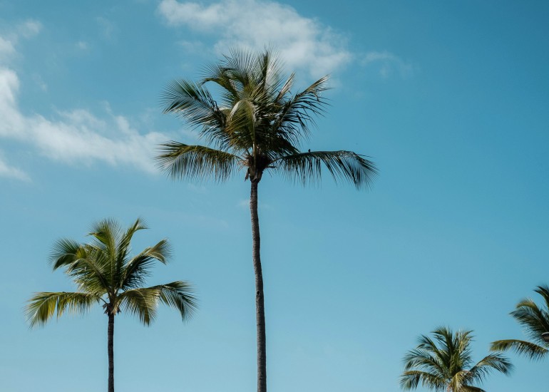 palm trees in the sky