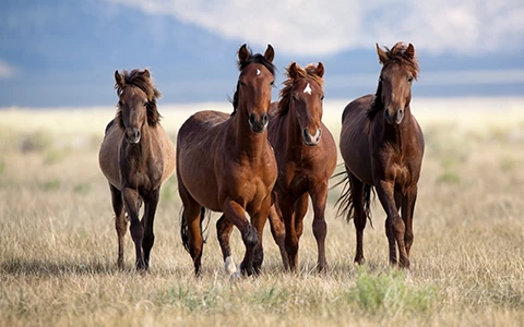 brown horses running outside
