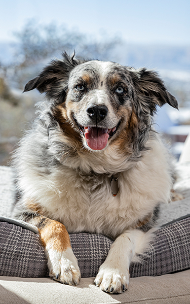 dog outside happy