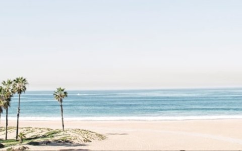 a beach with palm trees and a body of water