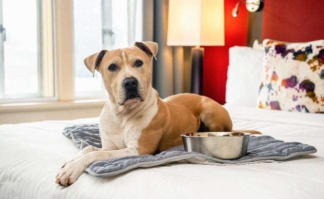 Cute polite dog laying on bed