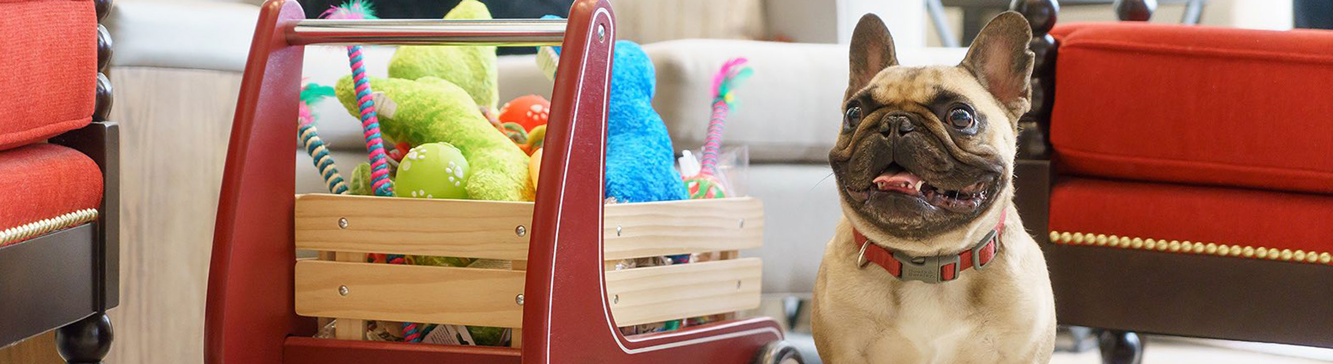 Pets & Points: Pet-friendly hotels fur sure! - 2021 - News & Media -  Newsroom - InterContinental Hotels Group PLC