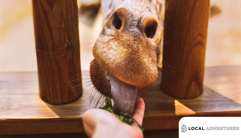 a hand feeding a giraffe