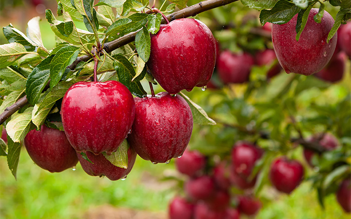 a group of red apples on a tree