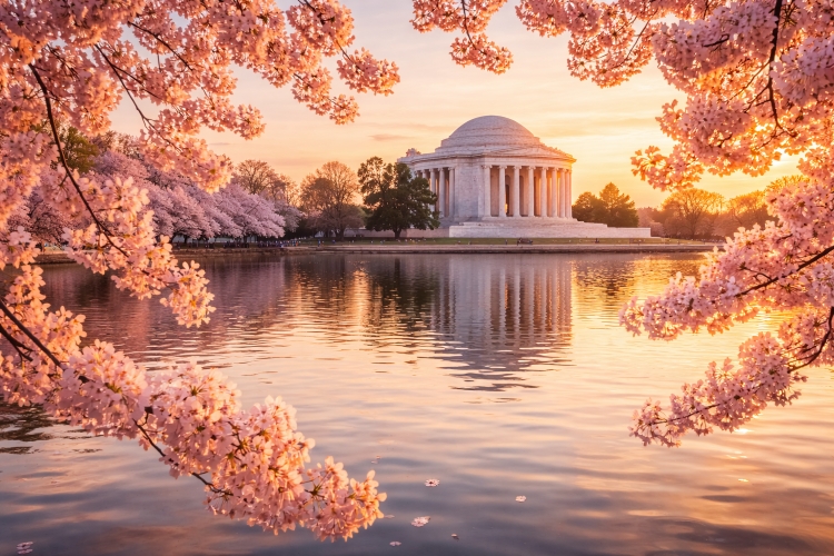 Cherry blossoms at Tidal Basin with Jefferson Memorial during spring in Washington DC