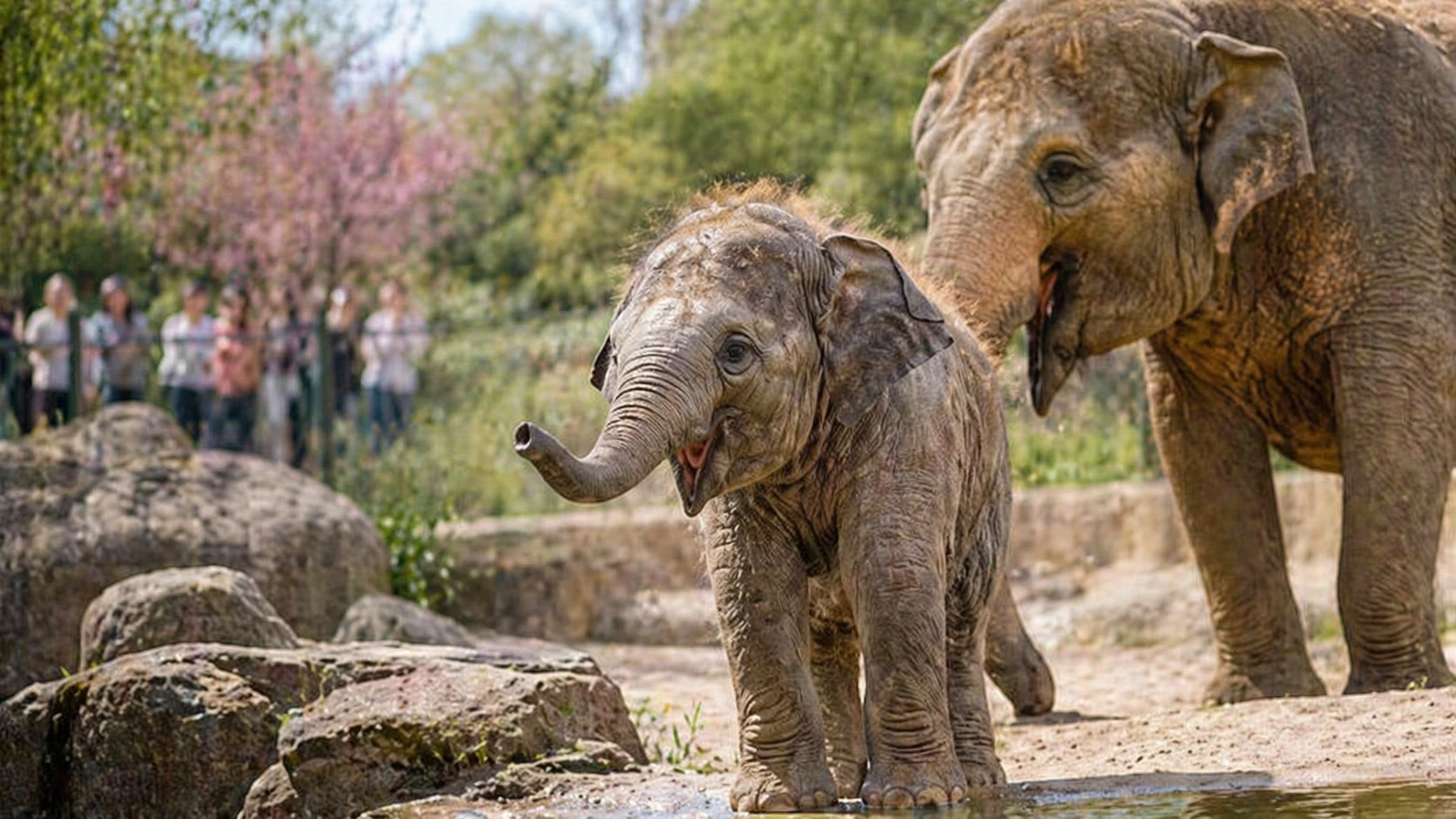 Linh Mai baby elephant at the Smithsonian National Zoo during one of the best day trips from Washington DC for families and animal lovers