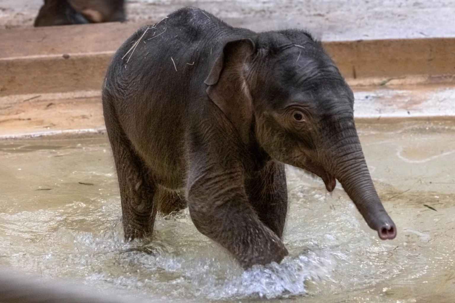 a baby elephant in water