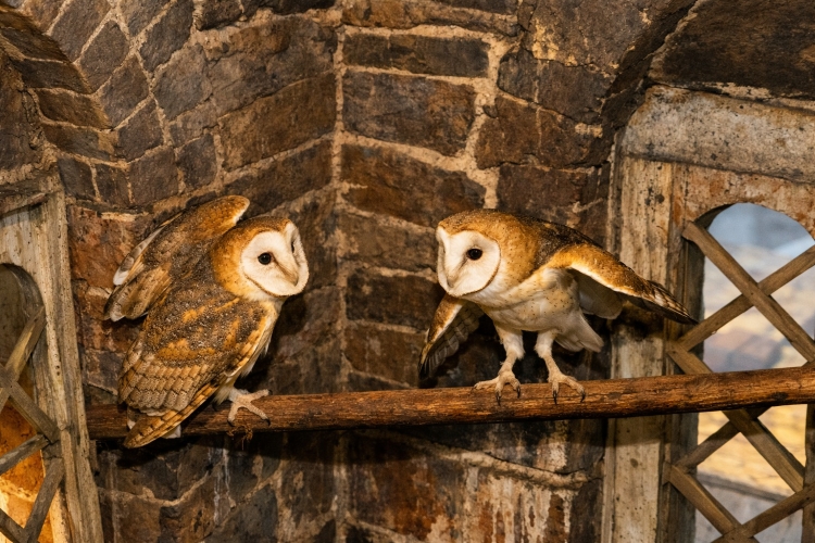 Two barn owls perched on a wooden beam inside a stone tower, representing the historic owls that once lived in the Smithsonian Castle in Washington DC