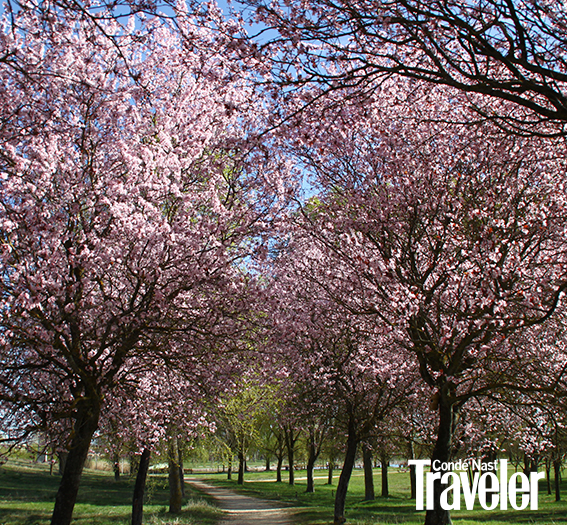 a row of trees with pink flowers